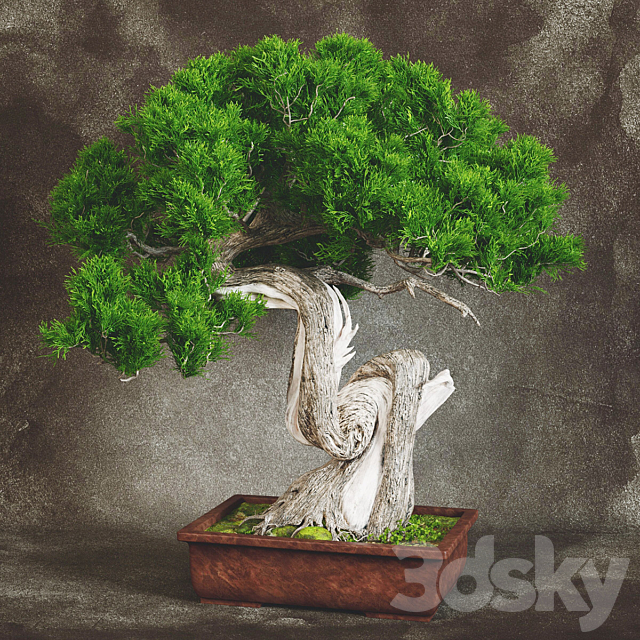 Bonsai 2 3DSMax File - thumbnail 1