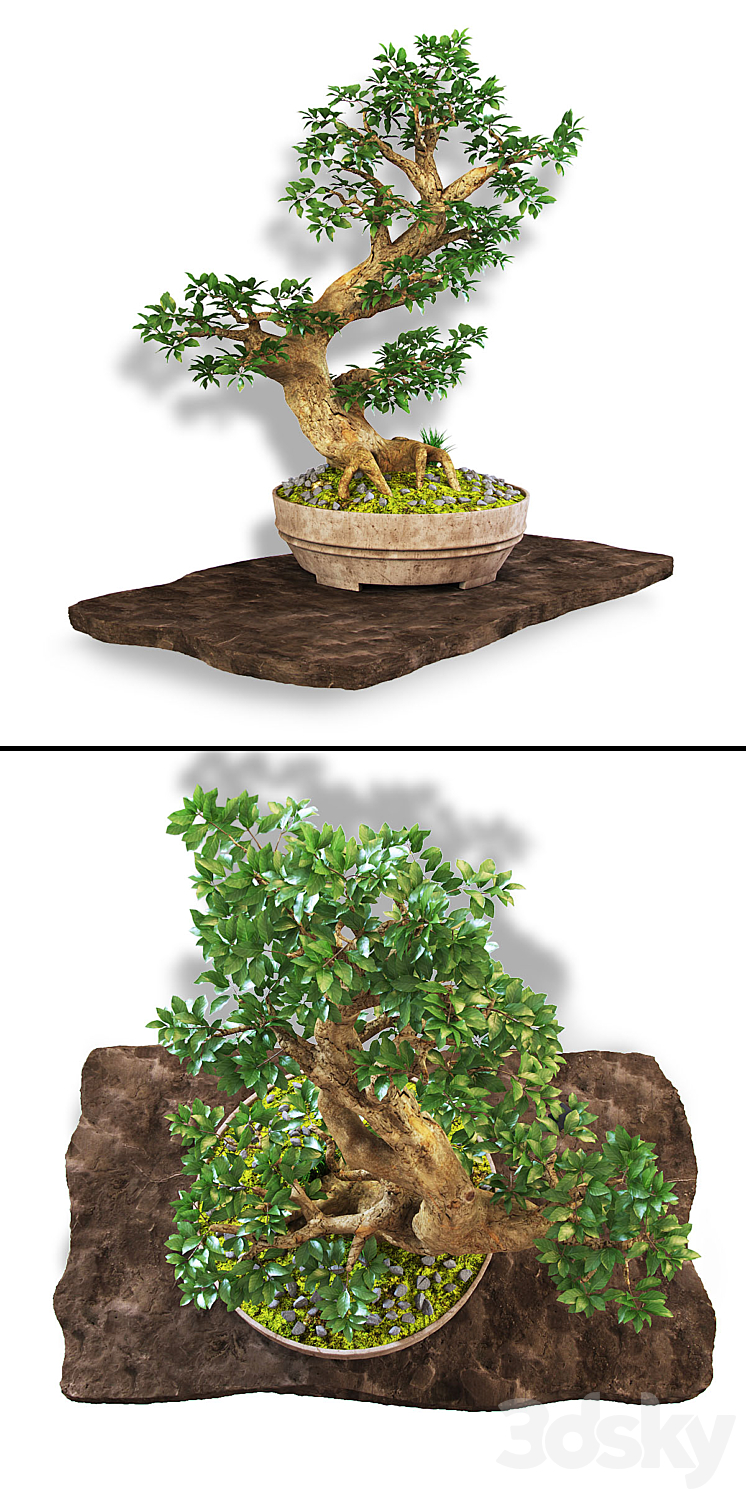 Bonsai 3DS Max - thumbnail 2