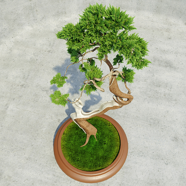 Bonsai 3DS Max - thumbnail 2