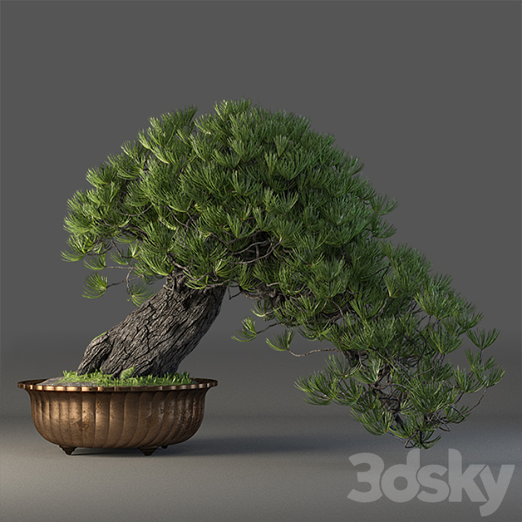 Bonsai 3DS Max - thumbnail 1