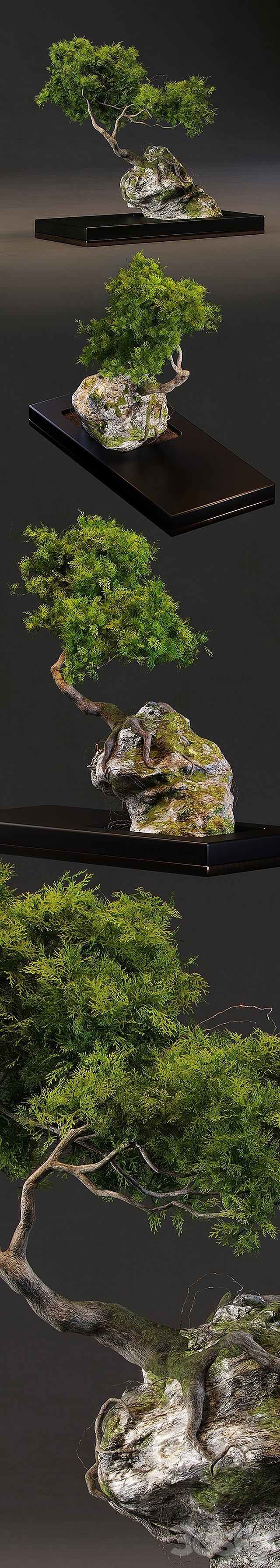 Bonsai 3DS Max Model - thumbnail 2