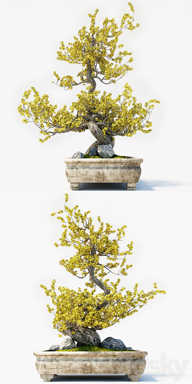 Bonsai 3DS Max Model - thumbnail 2