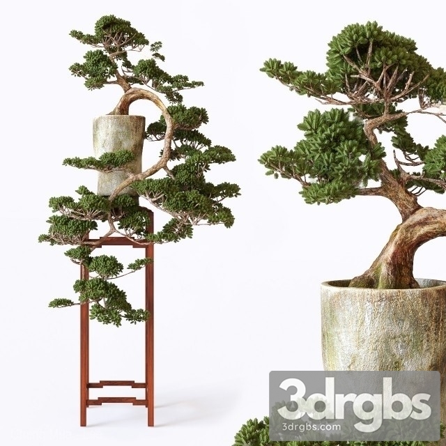 Bonsai 3dsmax Download - thumbnail 1