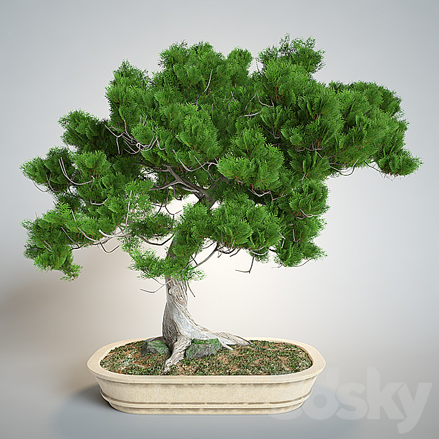 Bonsai 3DSMax File - thumbnail 1