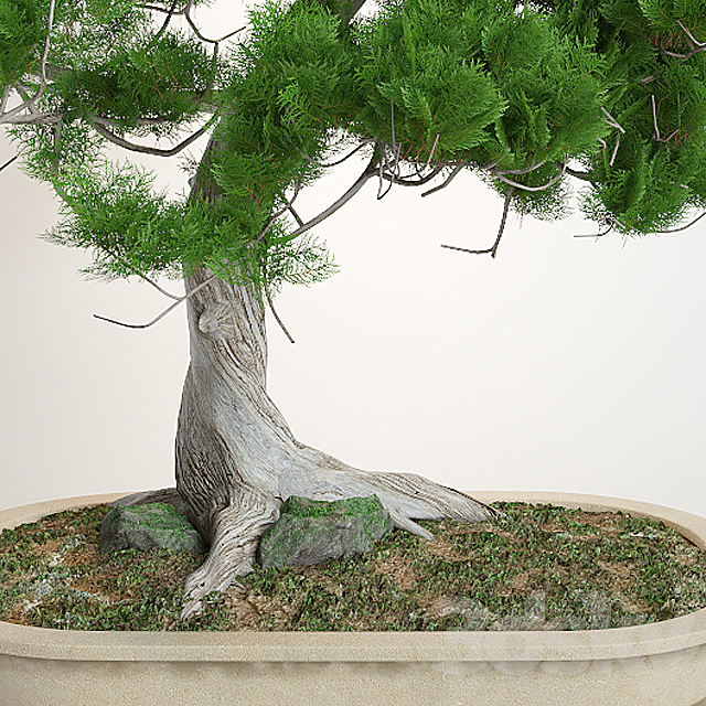 Bonsai 3DSMax File - thumbnail 2