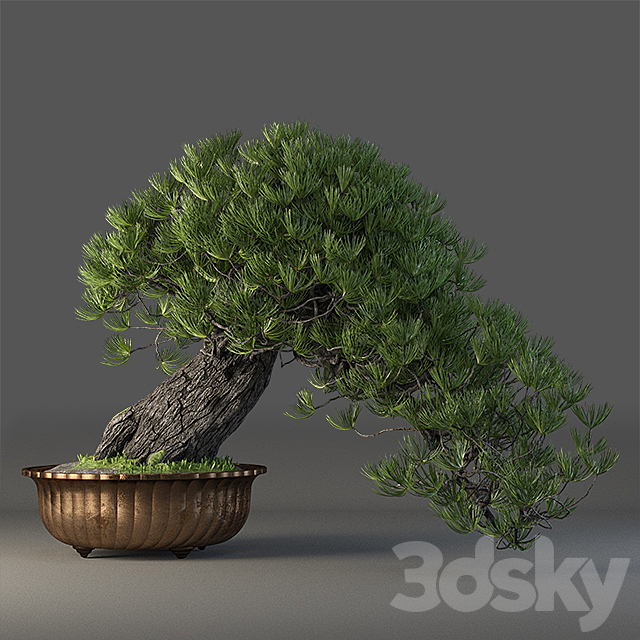 Bonsai 3DSMax File - thumbnail 1