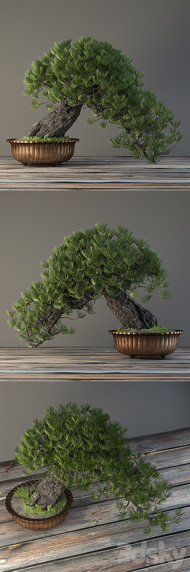 Bonsai 3DSMax File - thumbnail 2