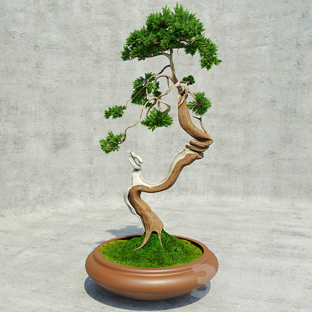 Bonsai 3DSMax File - thumbnail 1