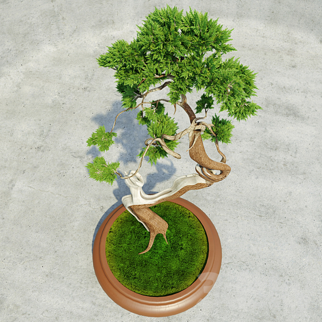 Bonsai 3DSMax File - thumbnail 2