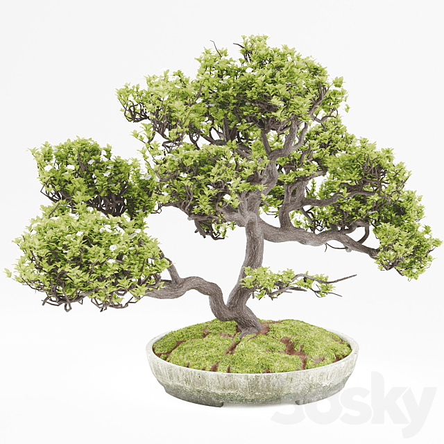 Bonsai 3DSMax File - thumbnail 1