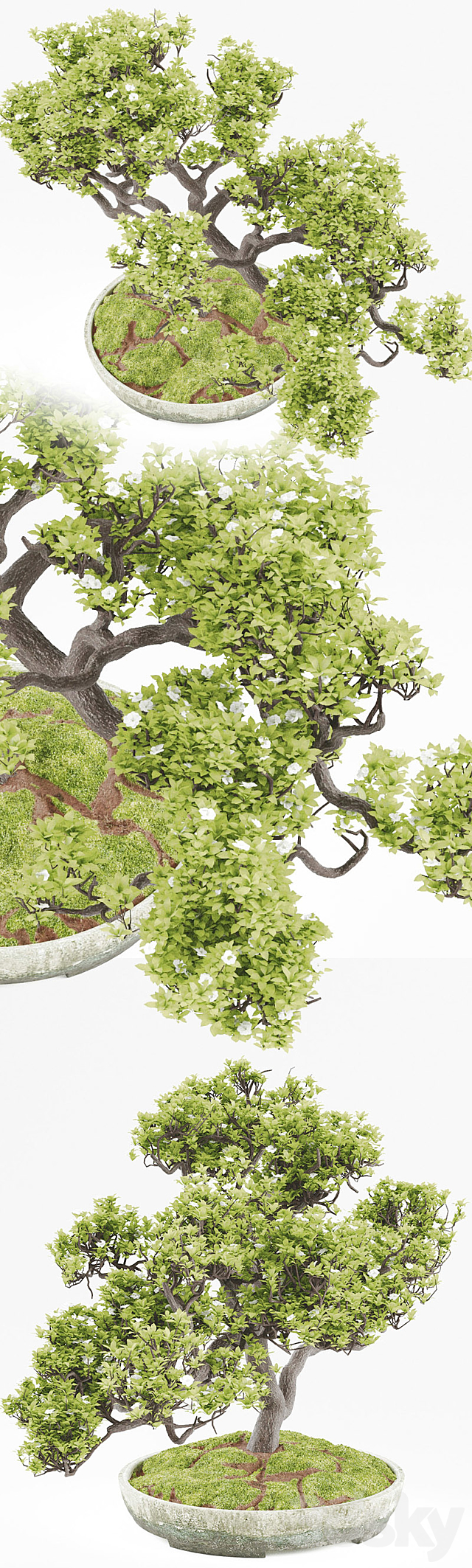 Bonsai 3DSMax File - thumbnail 3