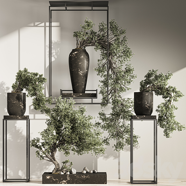 Bonsai And Indoor Plant Set 43 3ds Max - thumbnail 1