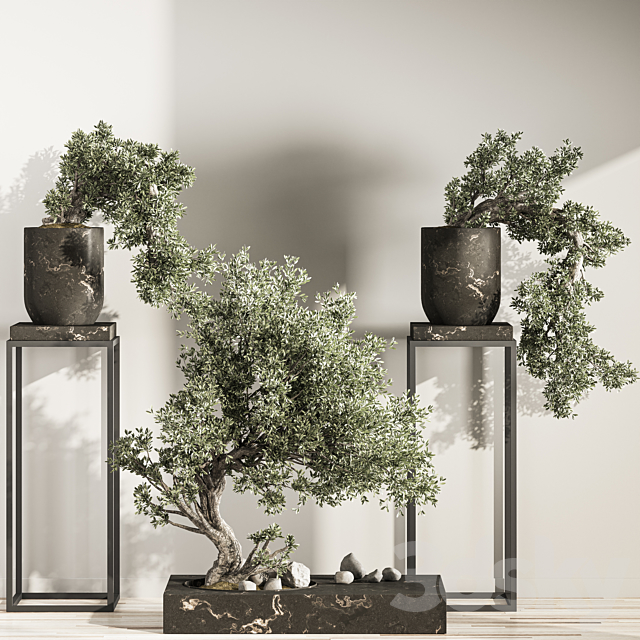 Bonsai And Indoor Plant Set 43 3ds Max - thumbnail 2