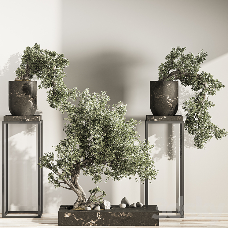 Bonsai And Indoor Plant Set 43 3DS Max - thumbnail 2