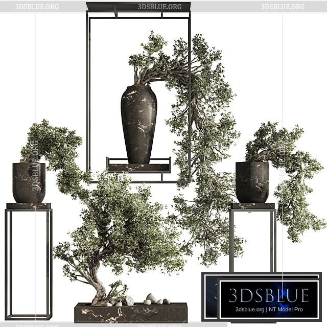 Bonsai And Indoor Plant Set 43 3DS Max - thumbnail 3