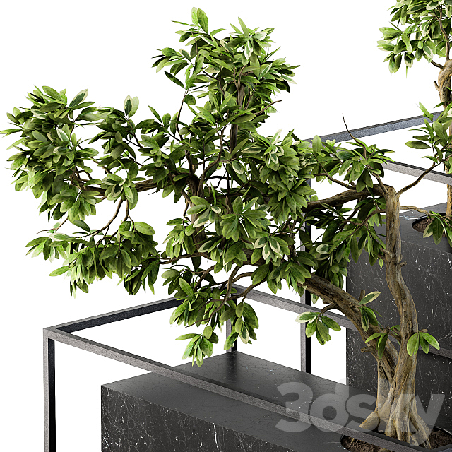 Bonsai Benjamin indoor Plants – Set 101 3DS Max Model - thumbnail 2