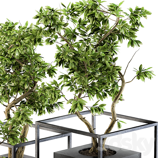 Bonsai Benjamin indoor Plants – Set 101 3DS Max Model - thumbnail 3