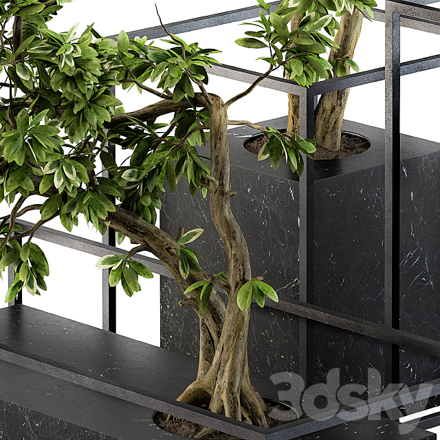 Bonsai Benjamin indoor Plants – Set 101 3DS Max Model - thumbnail 4