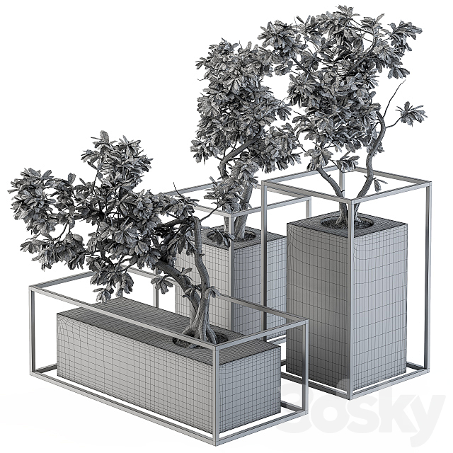 Bonsai Benjamin indoor Plants – Set 101 3DS Max Model - thumbnail 5