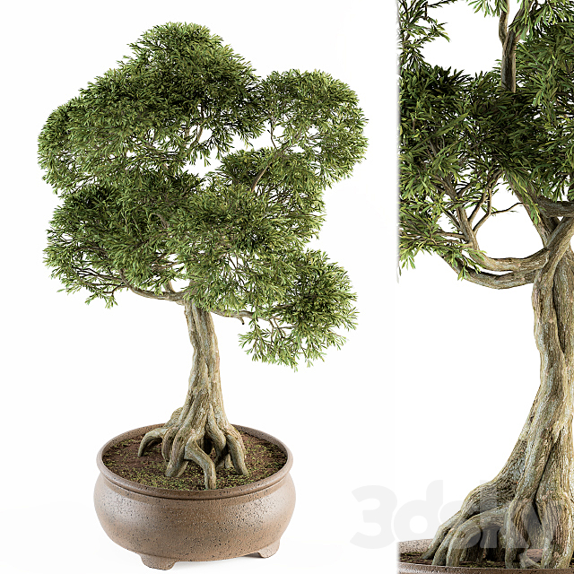 Bonsai broadleaf – indoor plants Set 208 3DSMax File - thumbnail 1