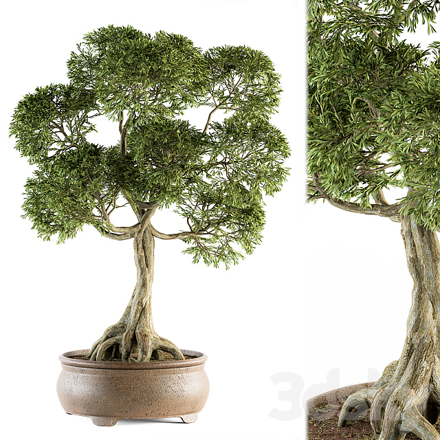 Bonsai broadleaf – indoor plants Set 208 3DSMax File - thumbnail 2