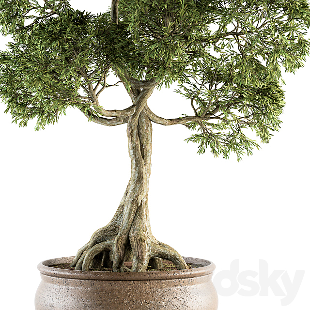 Bonsai broadleaf – indoor plants Set 208 3DSMax File - thumbnail 3