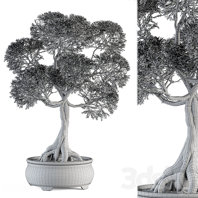 Bonsai broadleaf – indoor plants Set 208 3DSMax File - thumbnail 5