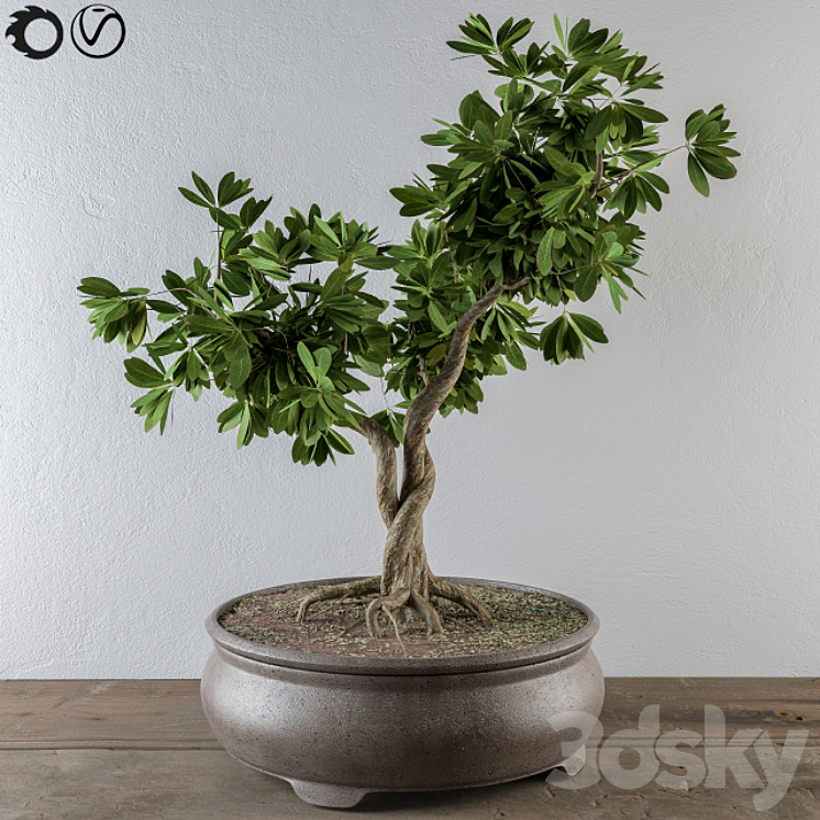 Bonsai broadleaf tree 3DS Max - thumbnail 1