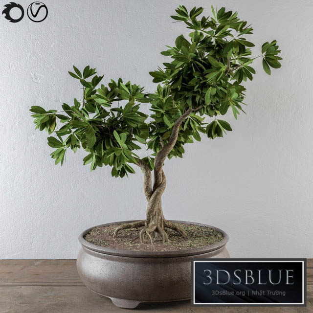 Bonsai broadleaf tree 3DS Max - thumbnail 3