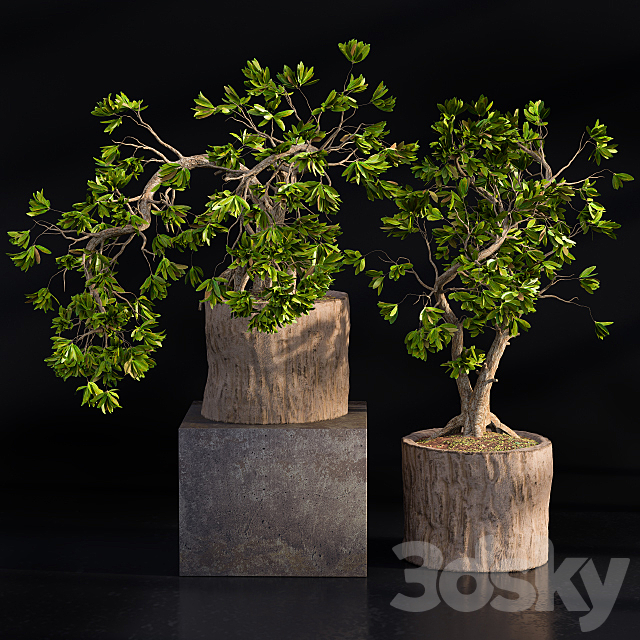 Bonsai broadleaf wooden pot 3ds Max - thumbnail 1