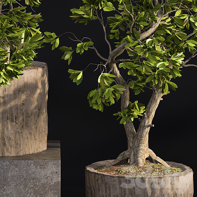 Bonsai broadleaf wooden pot 3ds Max - thumbnail 2