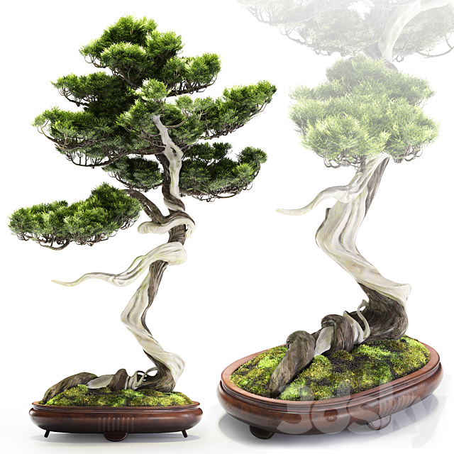 Bonsai Bunjin Shimpaku 3DSMax File - thumbnail 1