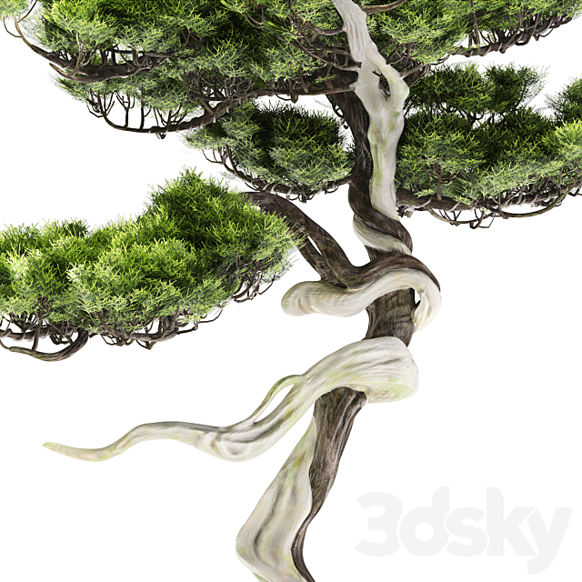 Bonsai Bunjin Shimpaku 3DSMax File - thumbnail 2