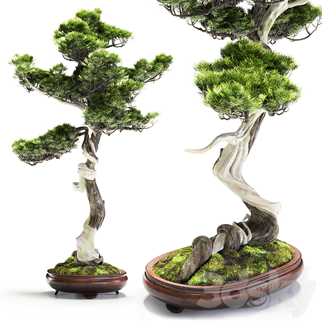 Bonsai Bunjin Shimpaku 3DSMax File - thumbnail 3