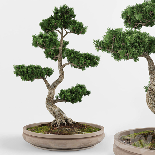 Bonsai decorative tree 01 3DSMax File - thumbnail 1