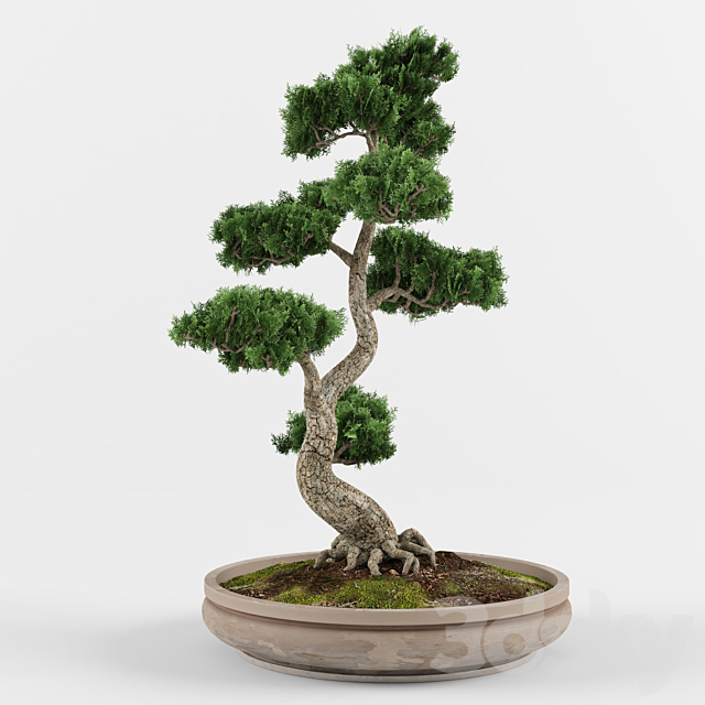 Bonsai decorative tree 01 3DSMax File - thumbnail 2