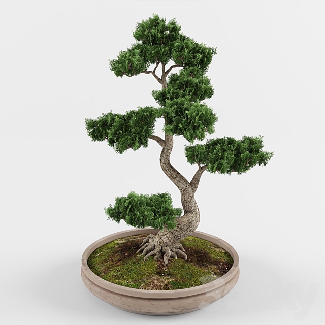 Bonsai decorative tree 01 3DSMax File - thumbnail 3