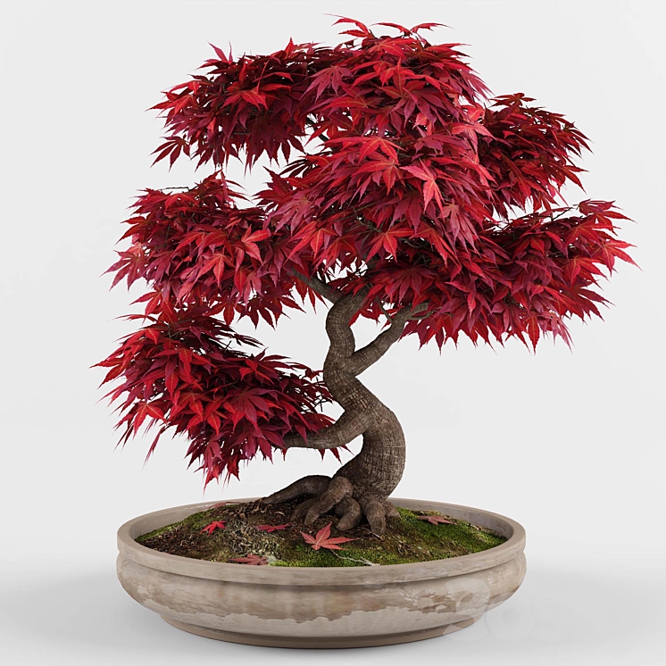 Bonsai japanese maple decorative tree 3DS Max - thumbnail 1