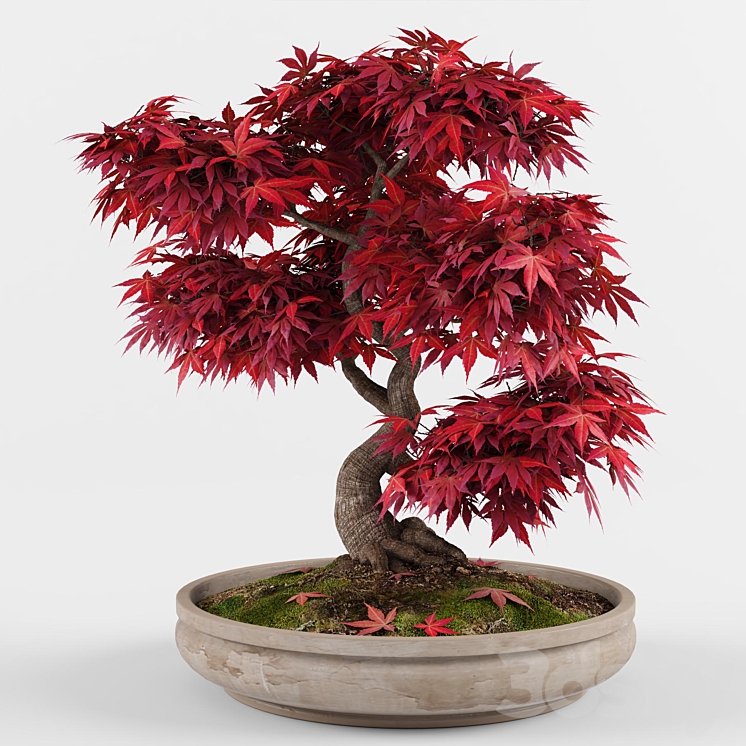 Bonsai japanese maple decorative tree 3DS Max - thumbnail 2