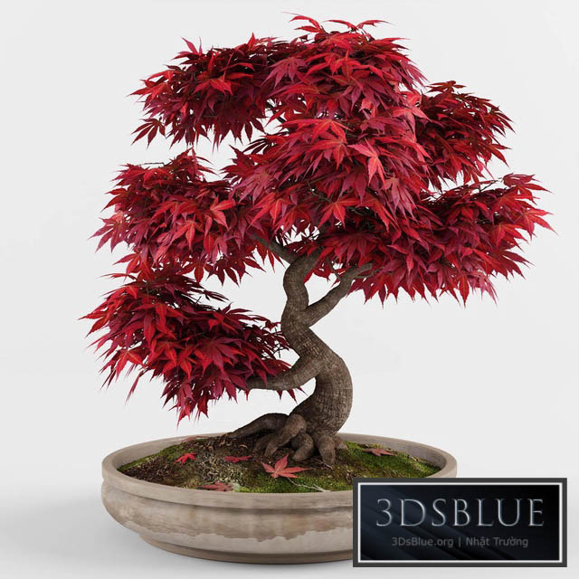 Bonsai japanese maple decorative tree 3DS Max - thumbnail 3