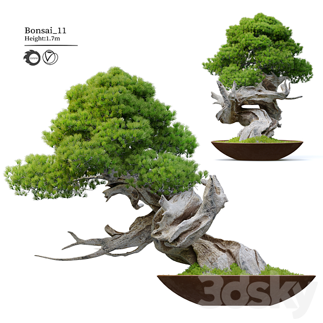 Bonsai plant 11 3ds Max - thumbnail 1