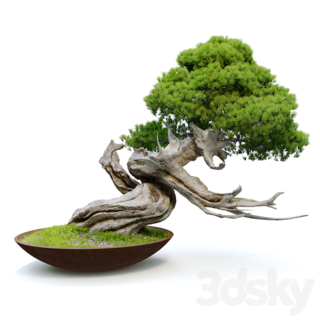 Bonsai plant 11 3ds Max - thumbnail 2