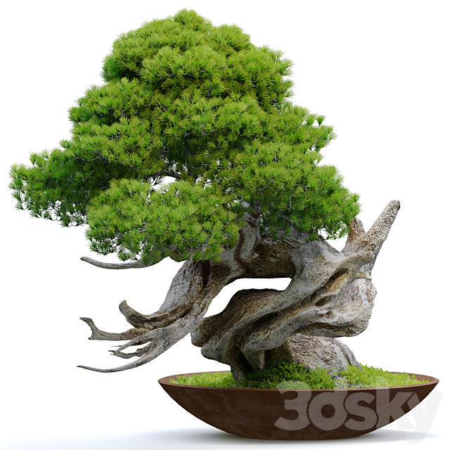 Bonsai plant 11 3ds Max - thumbnail 3