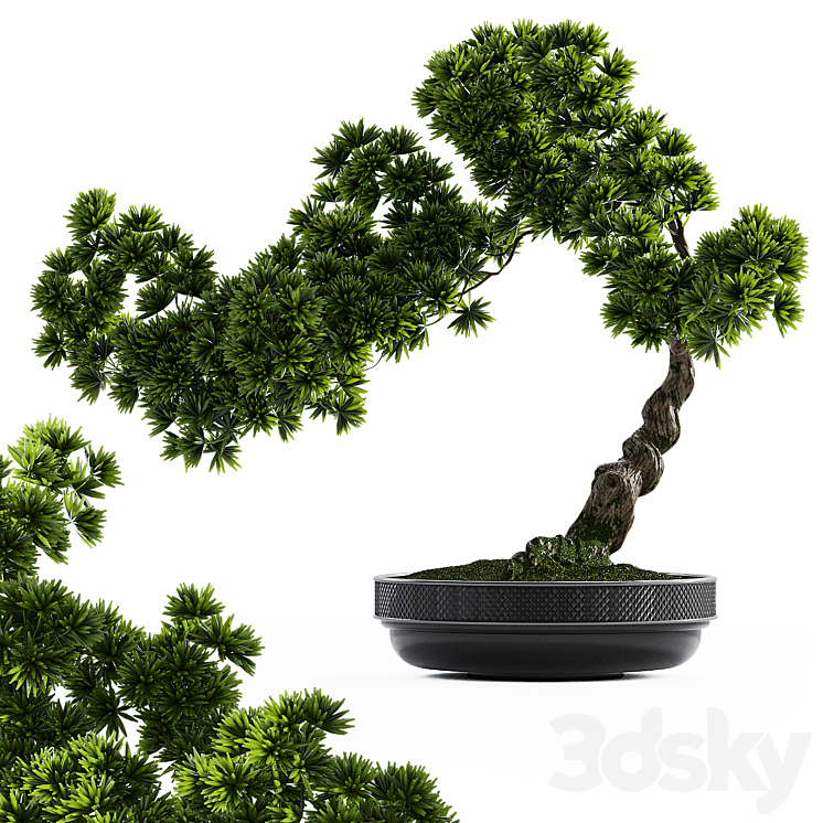 Bonsai plant 3DS Max Model - thumbnail 1