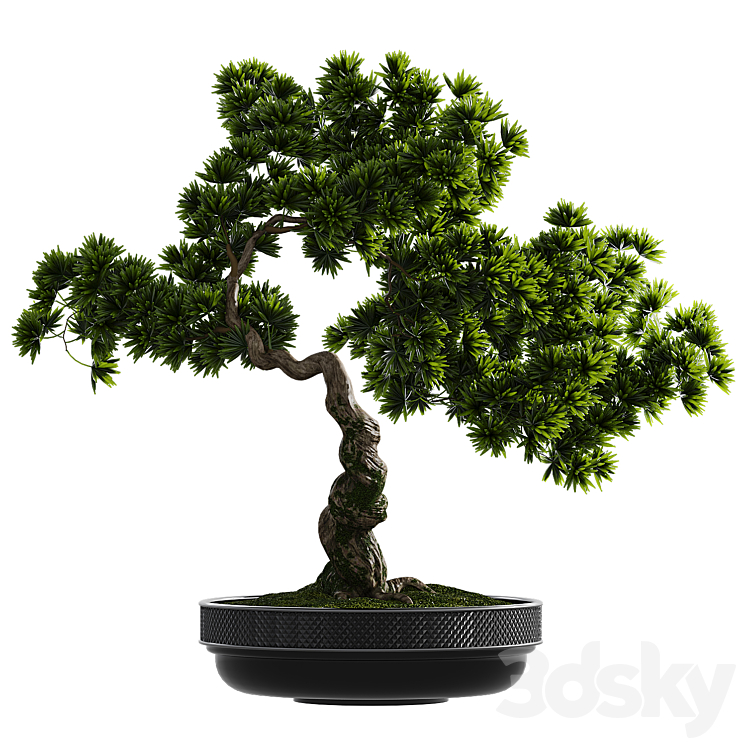 Bonsai plant 3DS Max Model - thumbnail 2