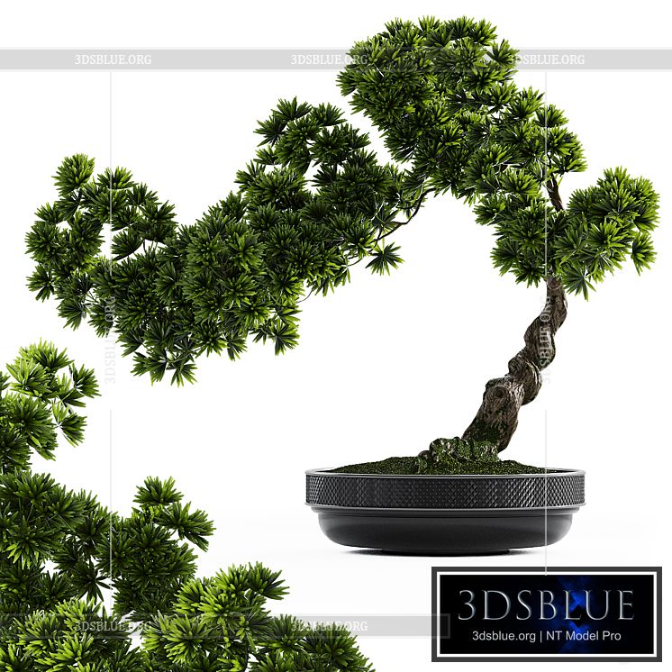 Bonsai plant 3DS Max - thumbnail 3