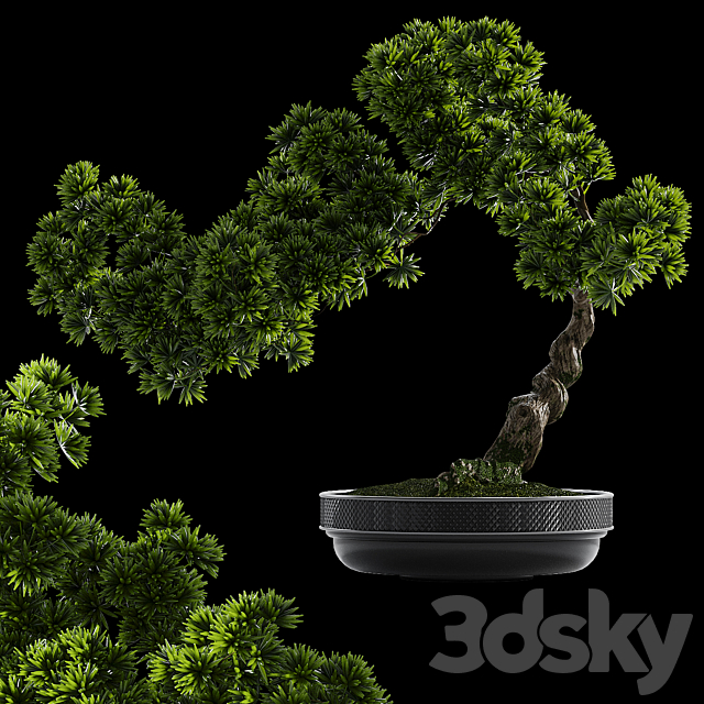 Bonsai plant 3DS Max Model - thumbnail 3