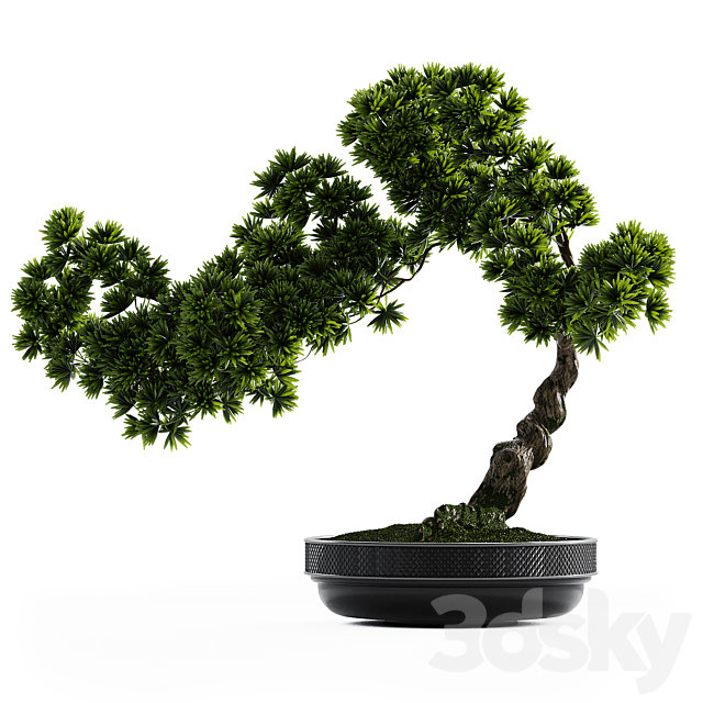 Bonsai plant 3DS Max Model - thumbnail 4