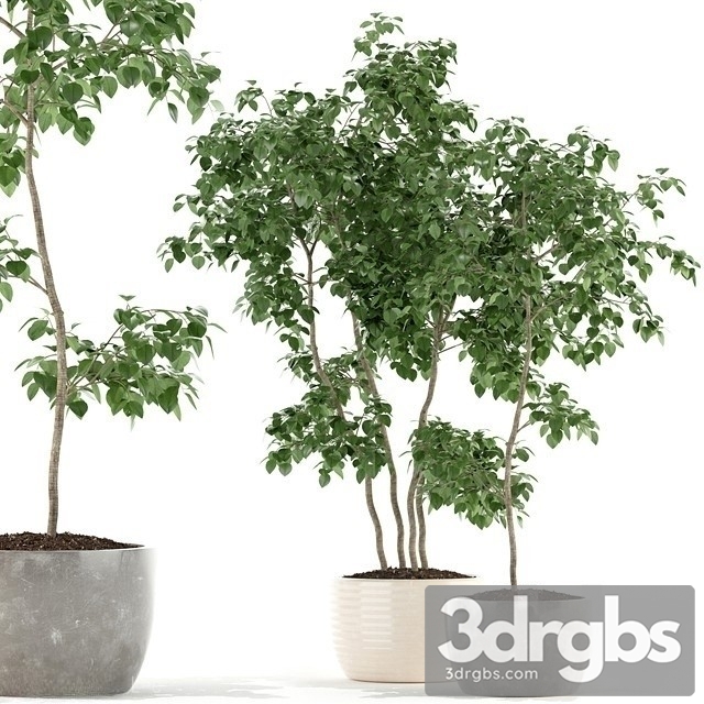 Bonsai Plant 3dsmax Download - thumbnail 1