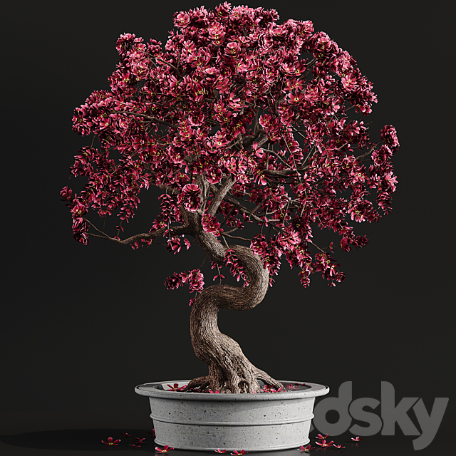 Bonsai plant 3DSMax File - thumbnail 1